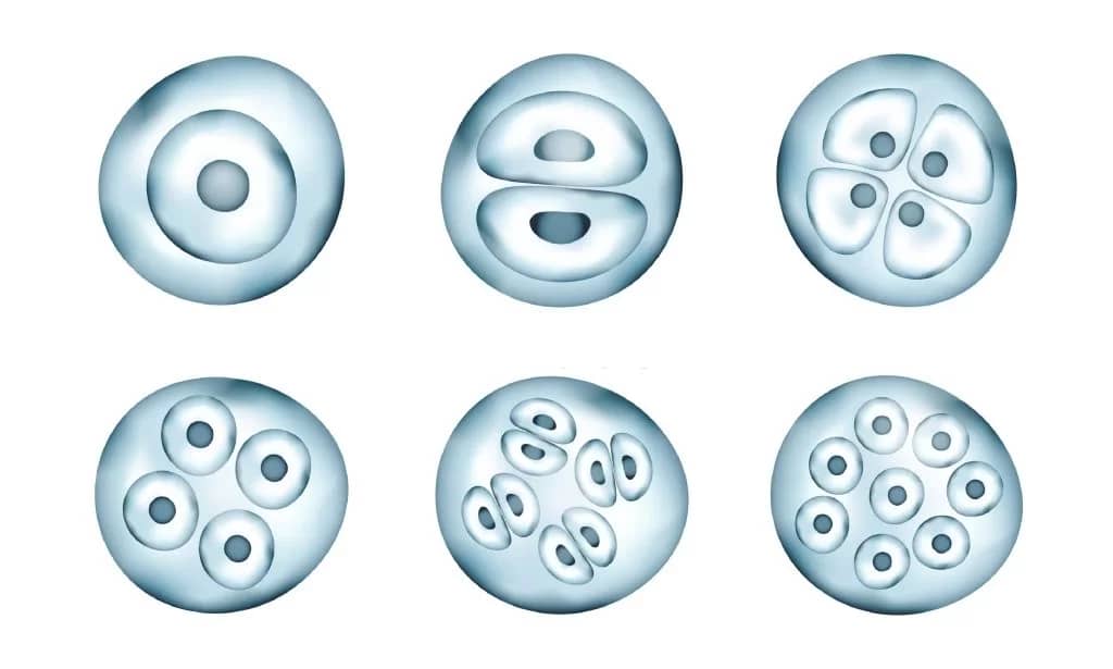 What is Preimplantation Genetic Testing (PGT)?