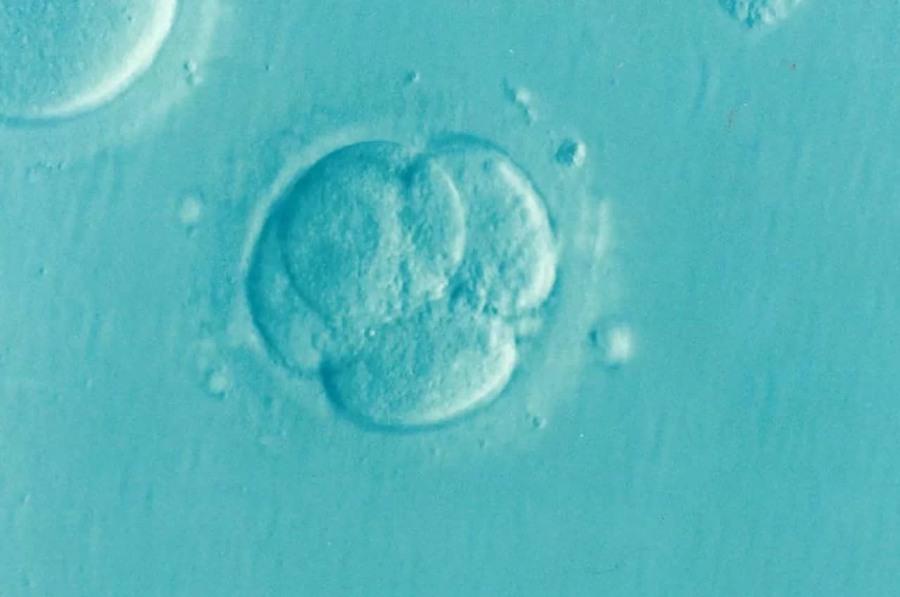 How many embryos should I have transferred back?