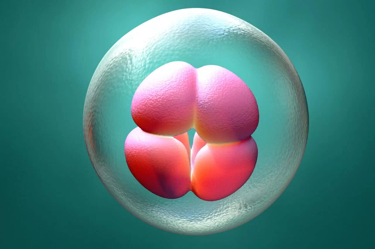 Day 3 or 5 embryos for transfer?